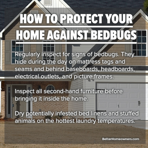 bed bugs