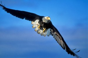 American-Bald-Eagle