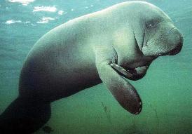 manateeb-274x191