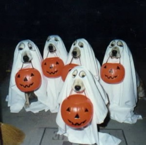 halloween-dogs-trick-or-treat